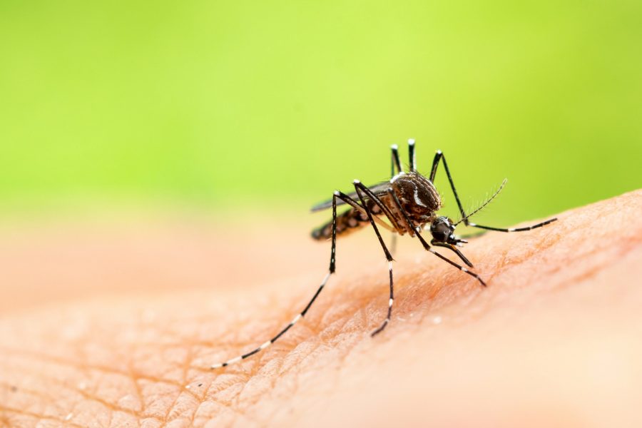 Are There Mosquitoes in Arizona?