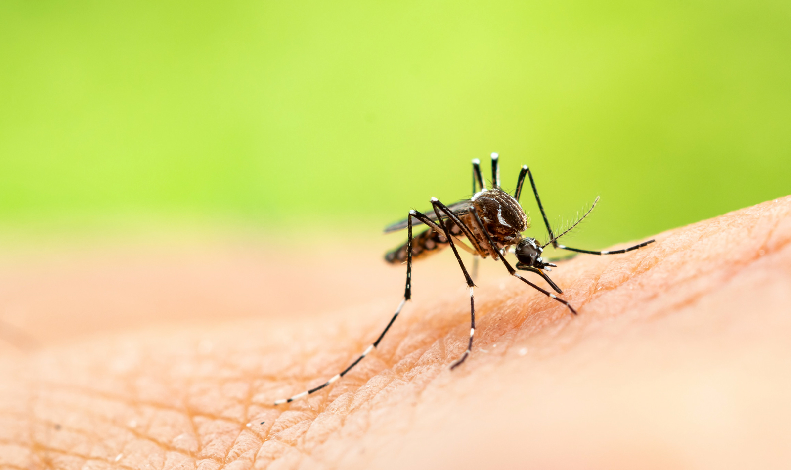 Mosquito Management in Phoenix: Strategies for a Bite-Free Summer