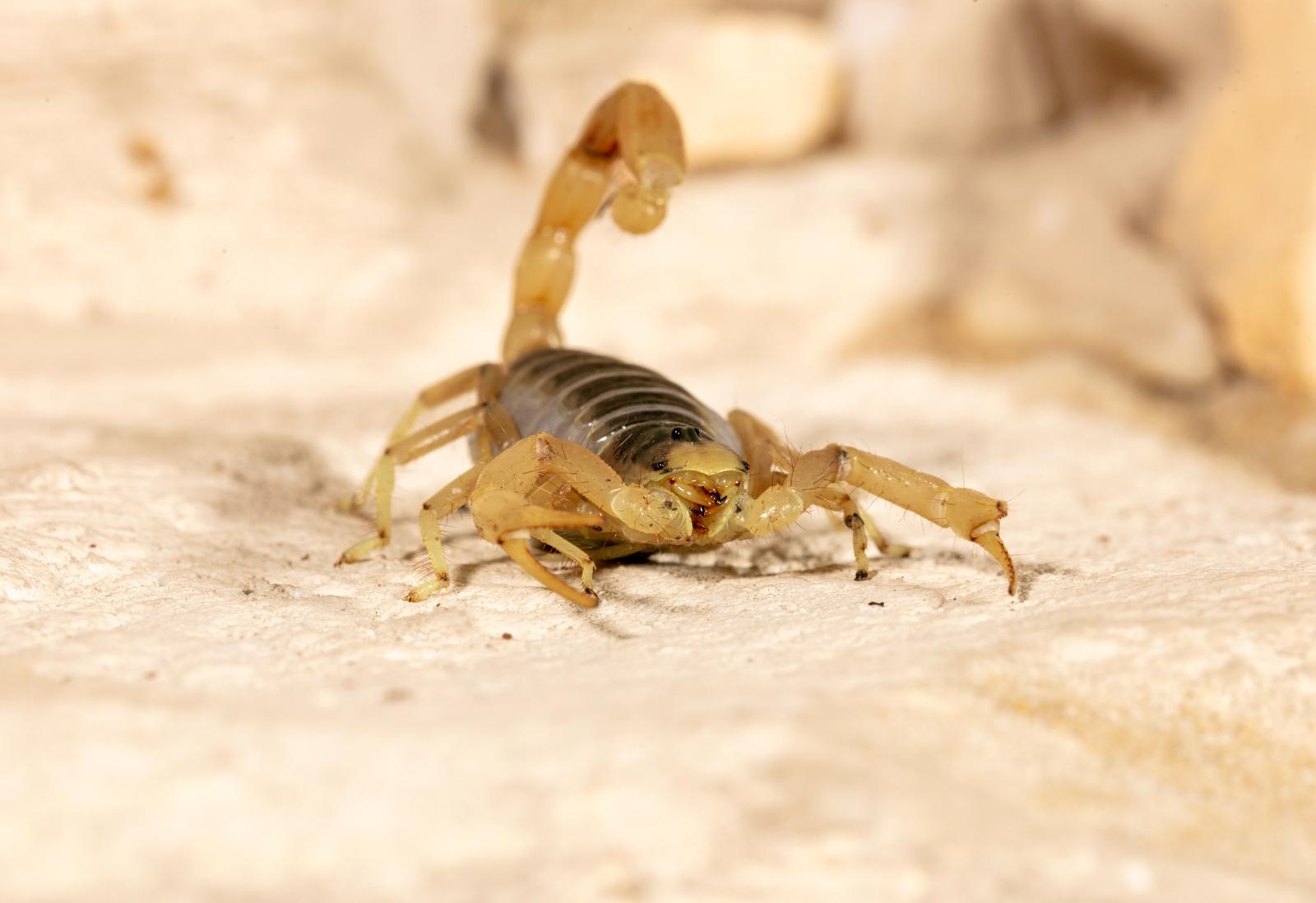 Scorpion-Proofing Your Arizona Home: Essential Tips for the Season