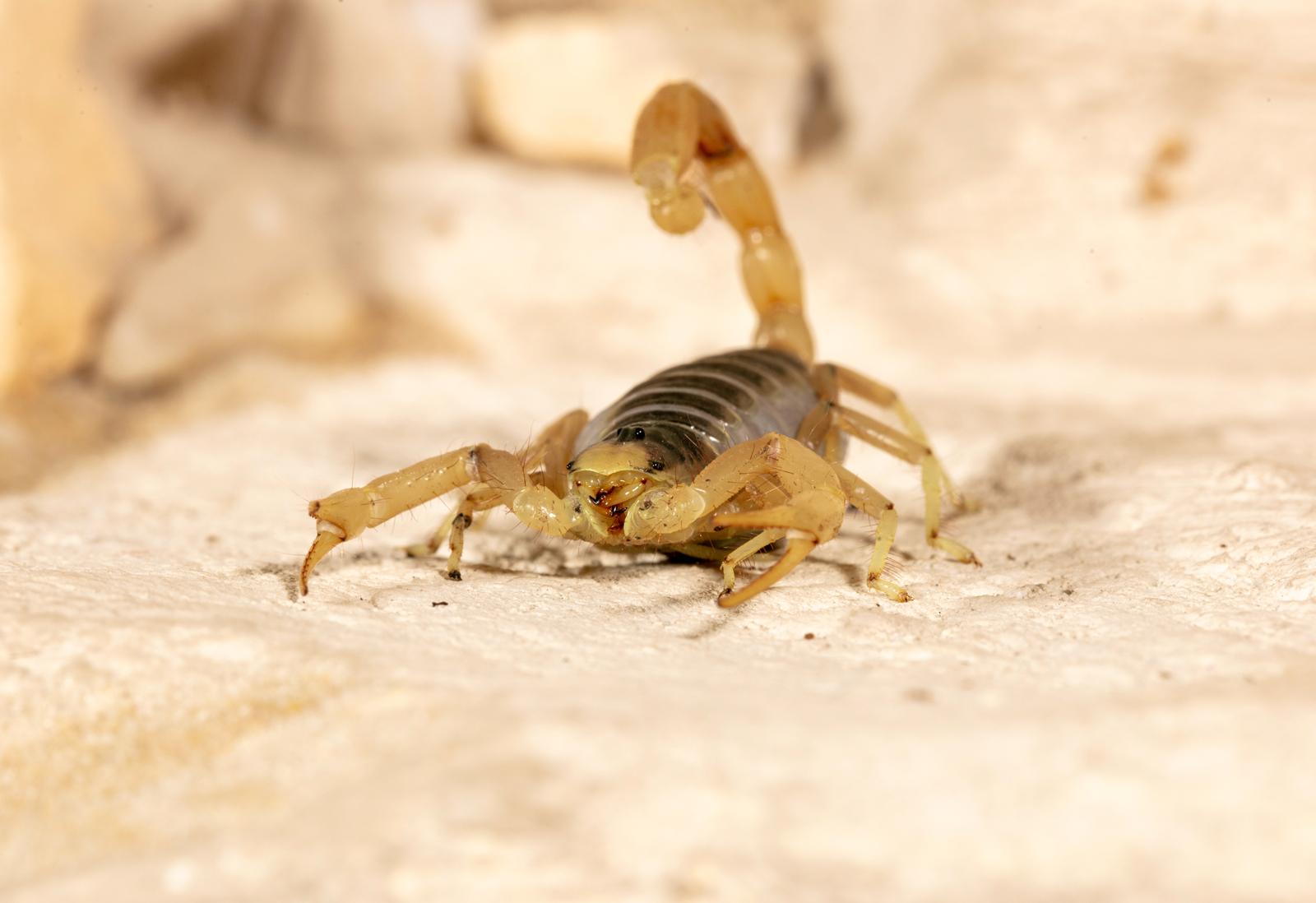 How to Scorpion-Proof Entry Points in Desert Homes