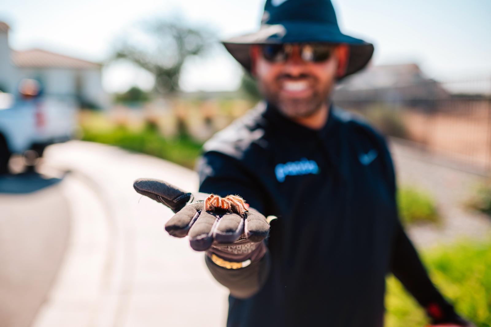 Understanding the Lifecycle of Scorpions and How to Control Them