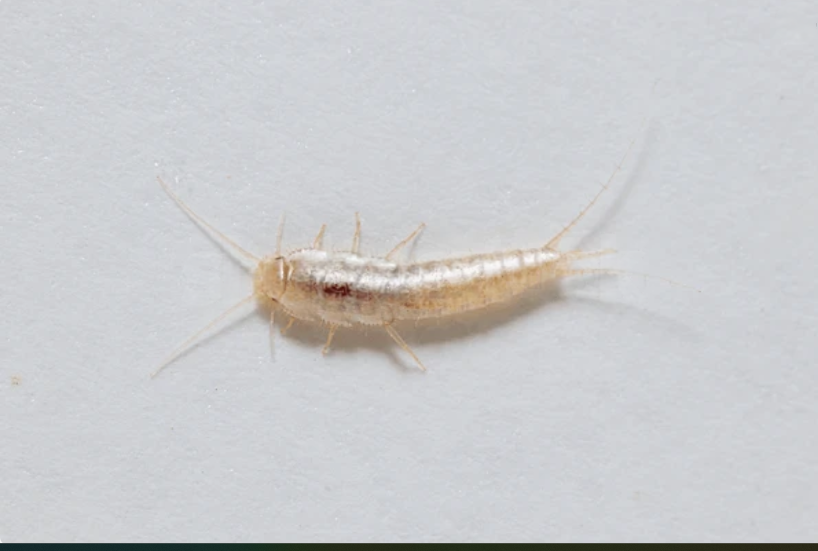 How Humidity Control Reduces Silverfish Infestations