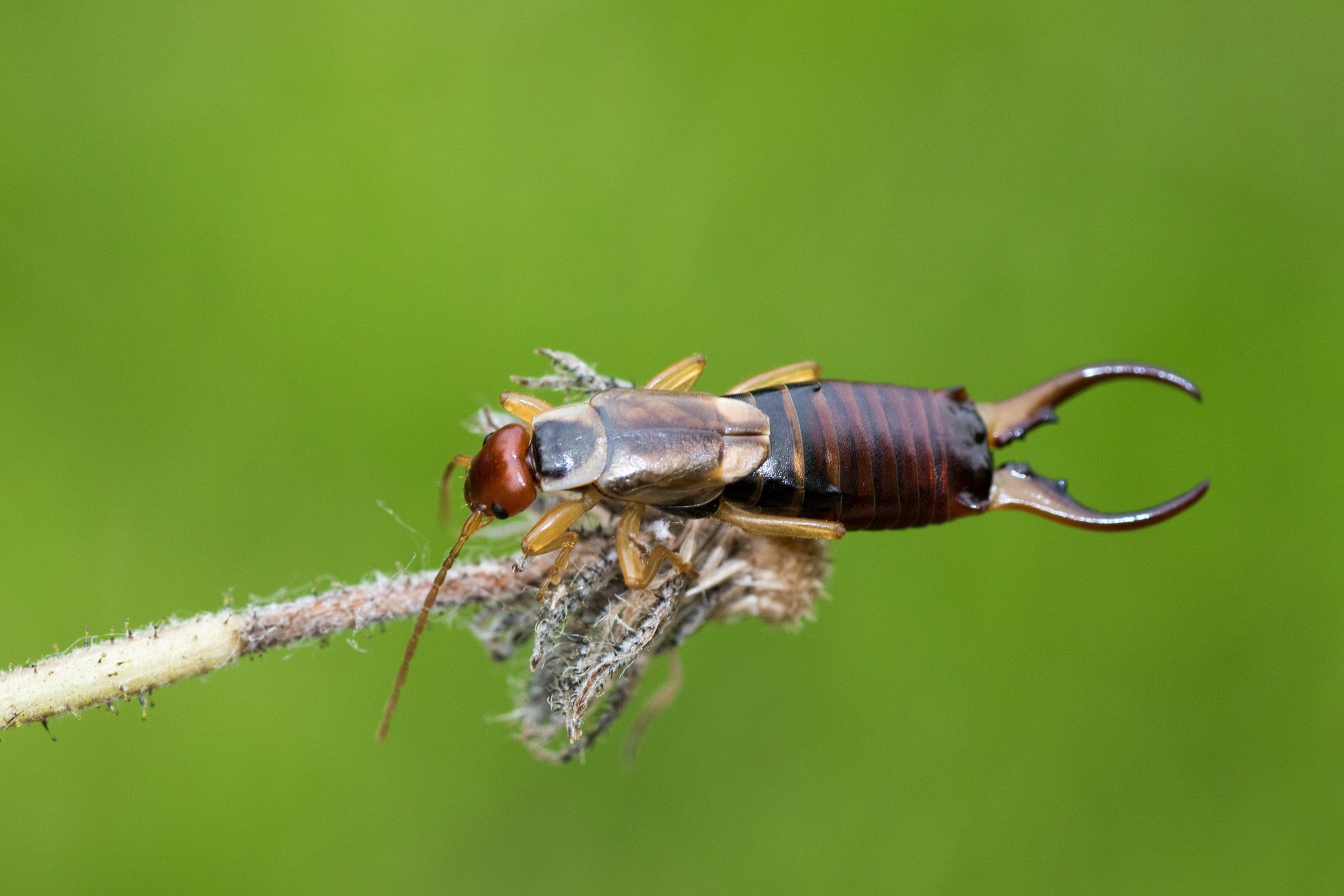 Identifying Earwig Habitats Around Your Home