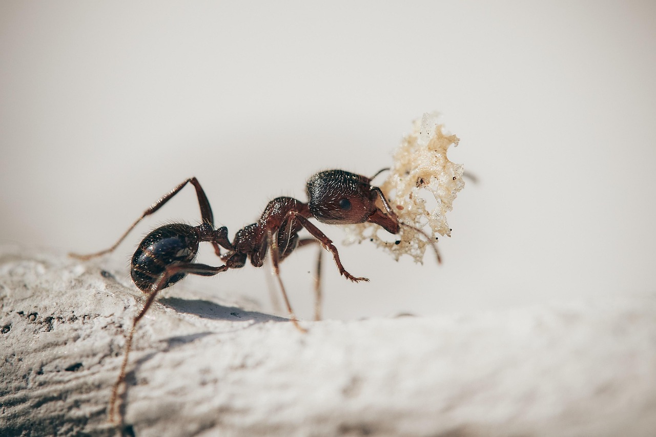Protecting Your Garden from Ant Damage